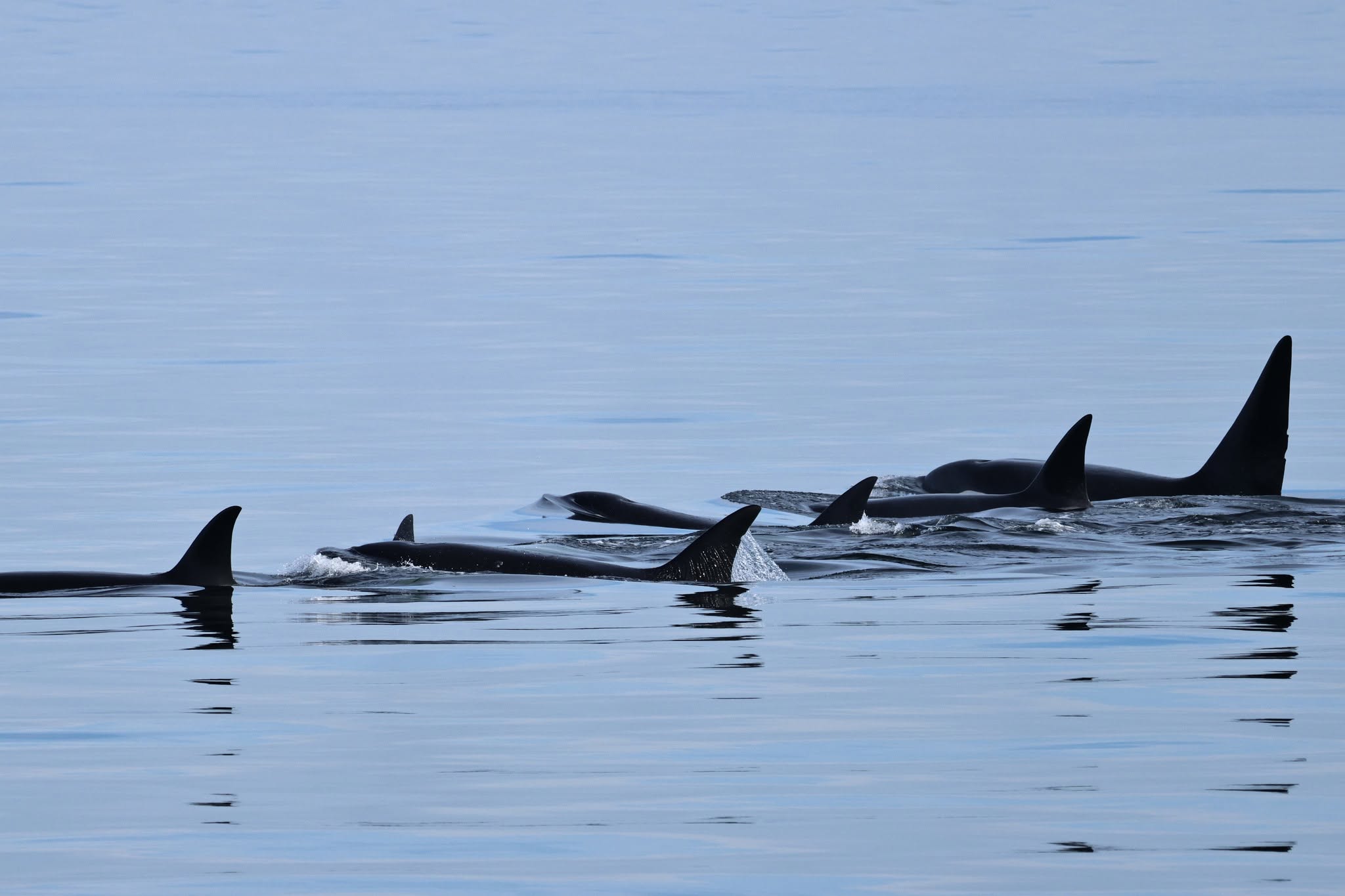 Six Bigg's Orcas surface in sync with each other