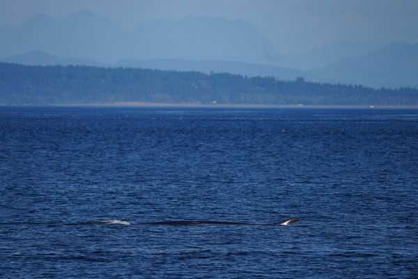 Fin whale (photo by PSE Naturalist Brooke C.)