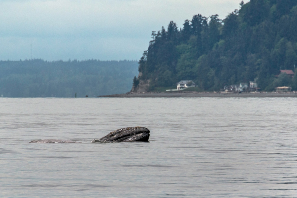 A Gray Whale surfaces while feeding (photo by PSE Naturalist, Bart Rulon)