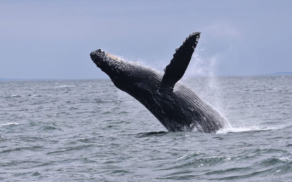 breaching humpback whale (photo by PSE naturalist Rachel R.)