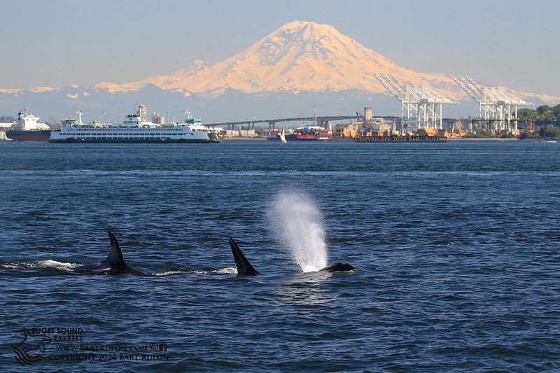 Photo of 3 orcas with Mt. Rainier in the background (Photo by PSE Naturalist Bart Rulon)