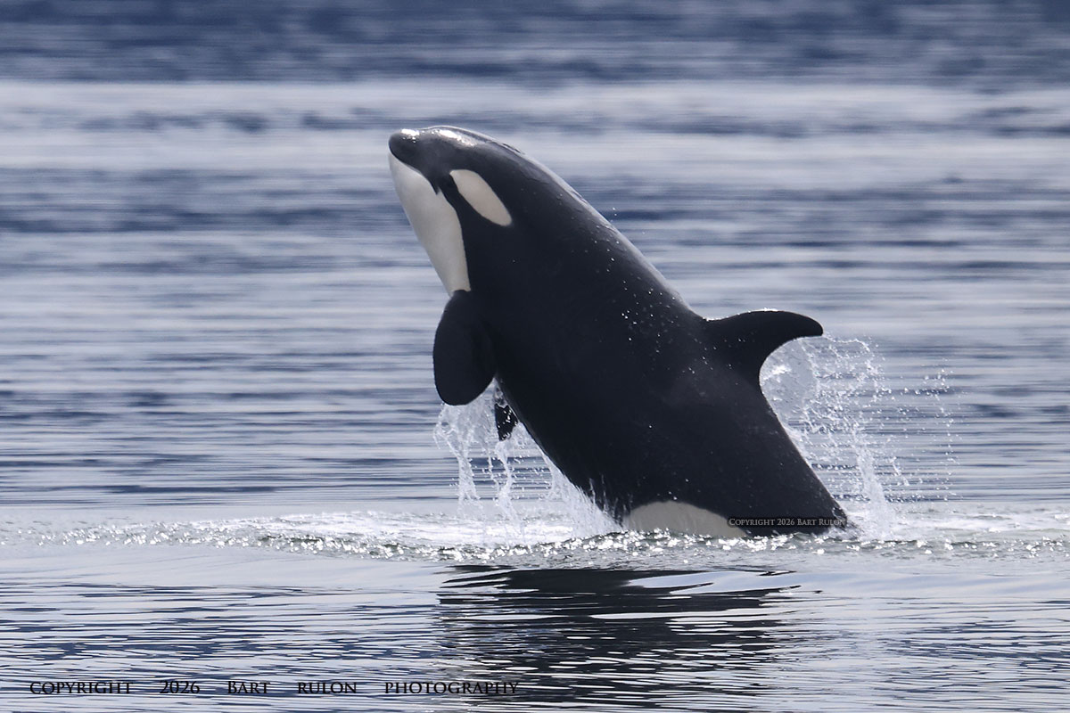Gray Whale breaking the surface with an exhalation blow (photo by PSE Naturalist, Bart Rulon)