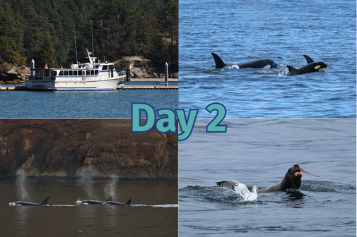 4 photo series with the phrase “Day 2.“ Top left photo features the vessel Glacier Spirit, top right photo features three orcas including a calf, bottom left photo features three orcas in front of a rocky background, bottom right photo features a seal lion eating prey