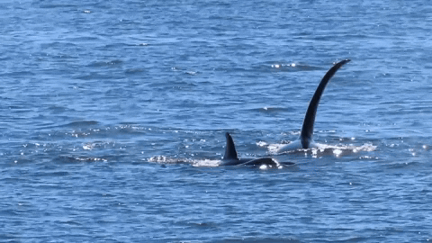 video of orcas surfacing on the water