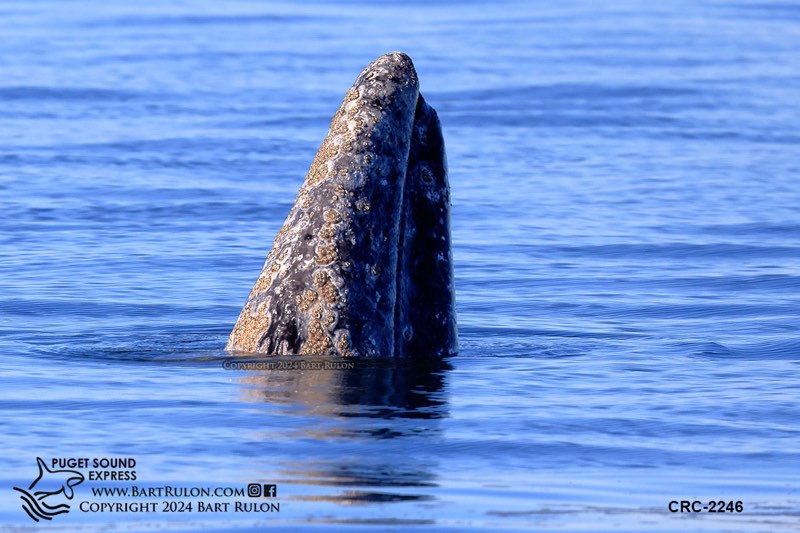 Photo of a gray whale spyhopping (Photo by PSE Naturalist Bart Rulon)