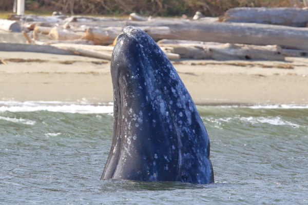 A Gray Whale peeks above the water in a move known as a spyhop (photo by PSE Naturalist, Bart Rulon))