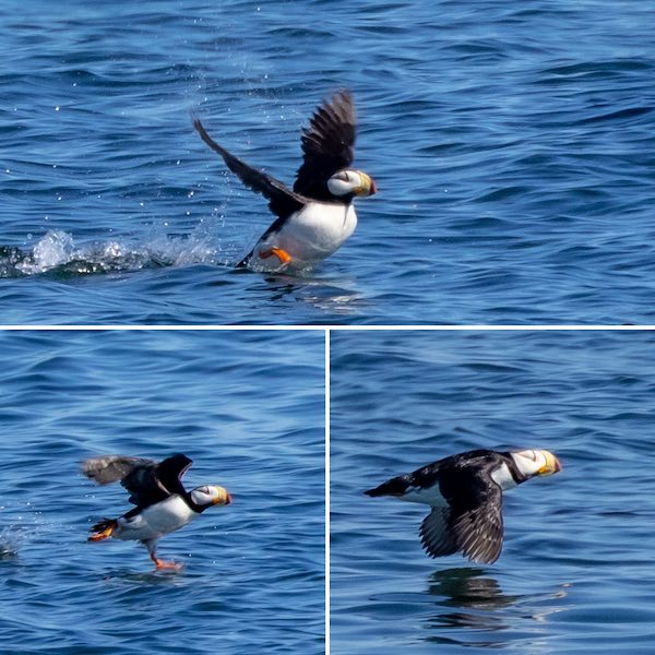 photo montage of horned puffins (photo by Janine Harles)