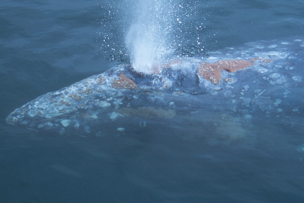 Gray Whale breaking the surface with an exhalation blow (photo by PSE Naturalist, Bart Rulon)