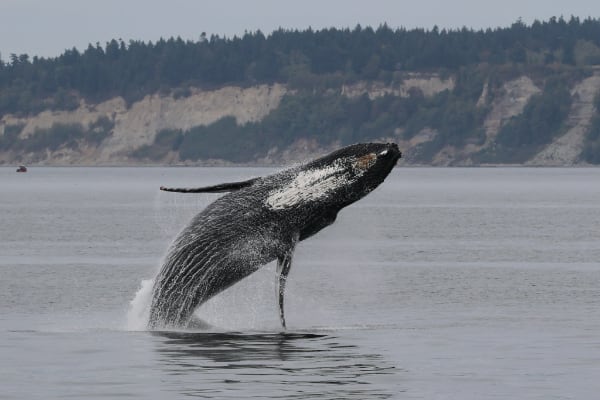 humpback whale breaching (photo by PSE Naturalist Kyla B.)