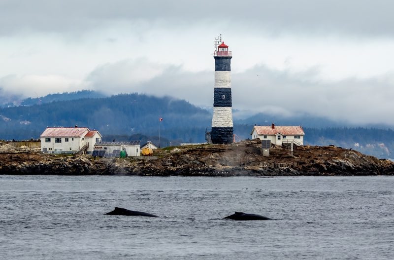 photo of two humpbacks in front of Race Rocks Ecological Preserve (photo by Janine Harles)