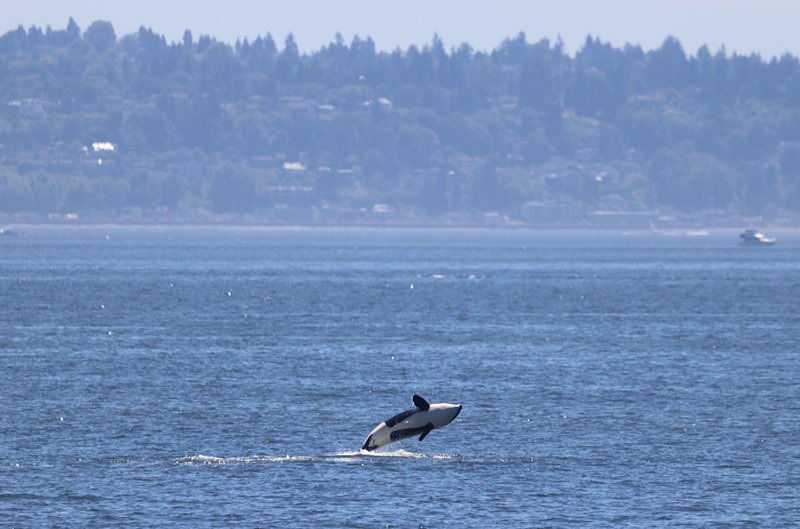 Photo of T99 Bigg's orca “Puck“ breaching (photo by Zoe O.)