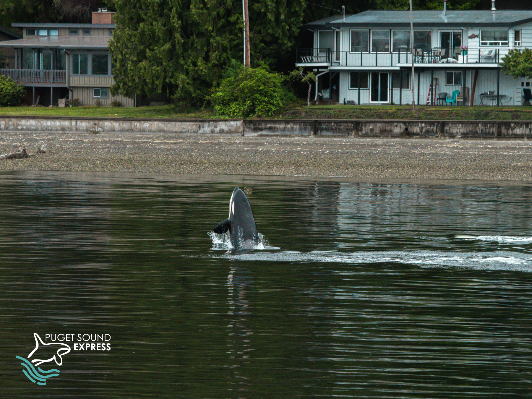 Gray Whale breaking the surface with an exhalation blow (photo by PSE Naturalist, Bart Rulon)