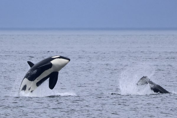 Photo of breaching orca near Race Rocks