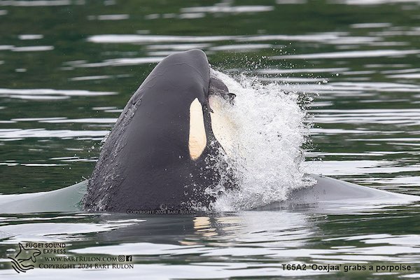 Photo of T65A2 hunting a harbor porpoise (photo by PSE Naturalist Bart Rulon)