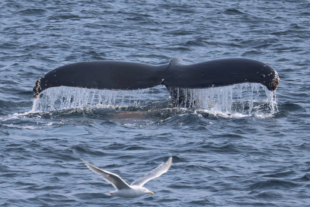 Photo of humpback fluke (by PSE naturalist Rachel R.)