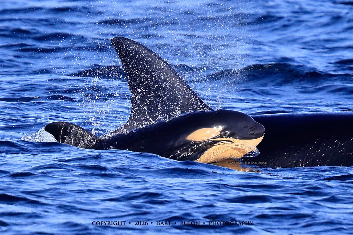 New calf T36A1B swims alongside its mother