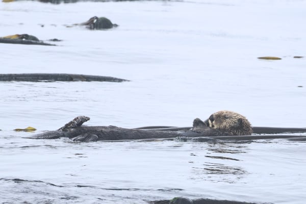 sea otter (photo by PSE Naturalist Rachel R.)