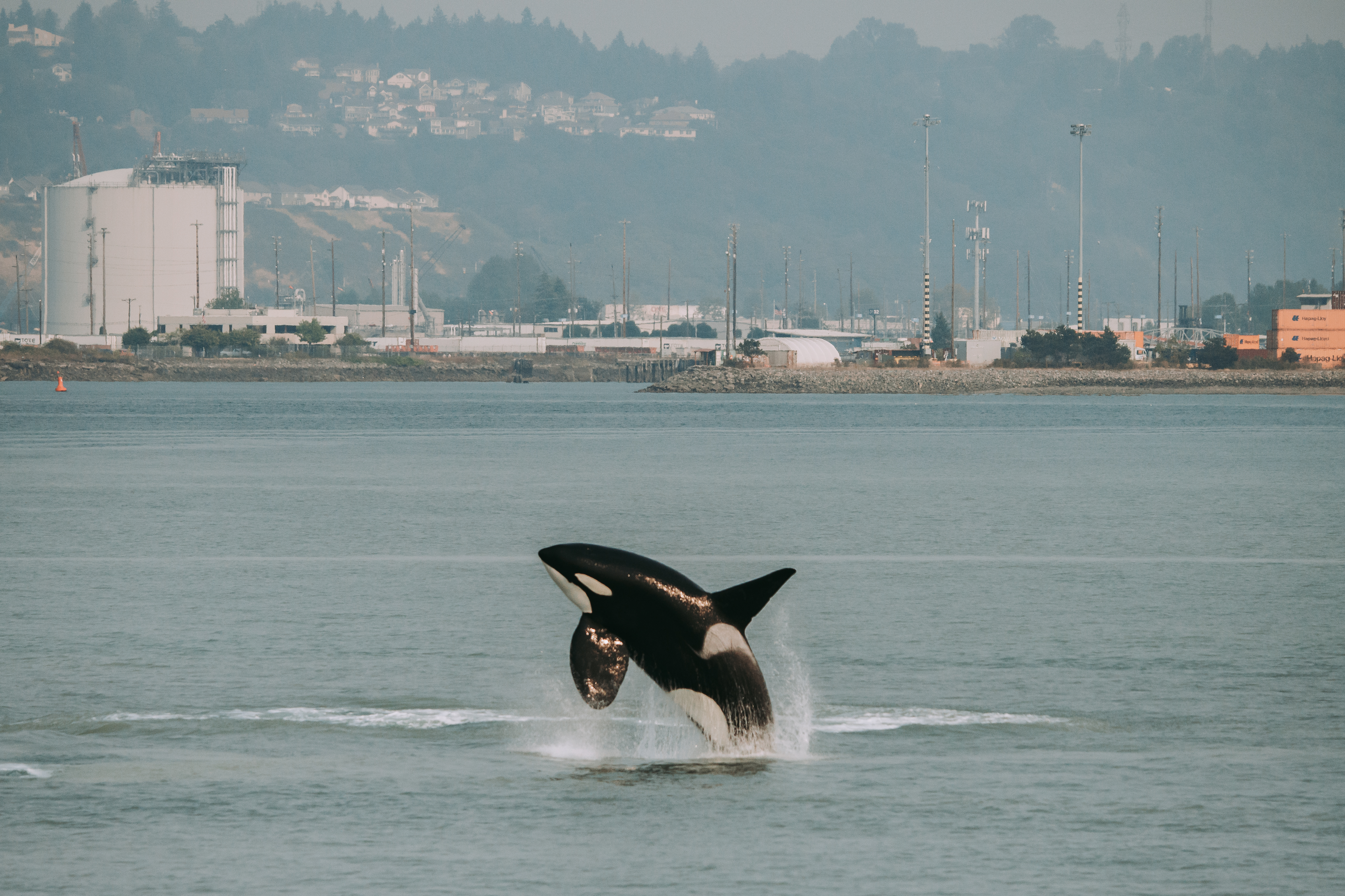 Bigg's Orca, T137A “Jack,“ breaching on a recent trip in Commencement Bay 