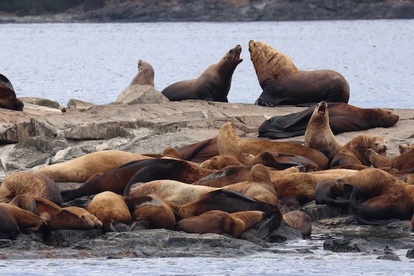 Photo sea lions hauled out on a rock outcropping (photo by PSE Naturalist Rachel R.)