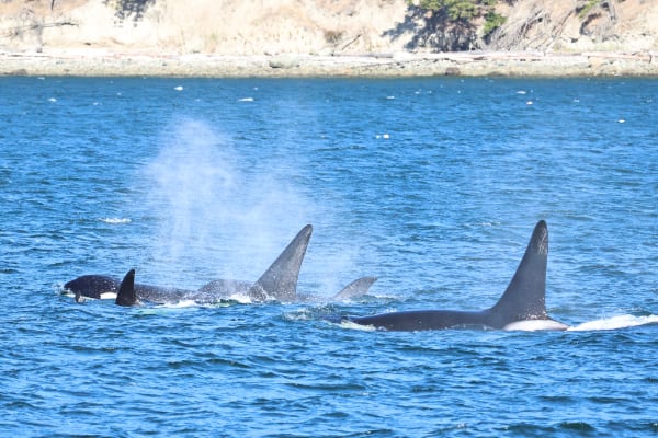 orcas at the surface (photo by PSE Naturalist Rachel R.)