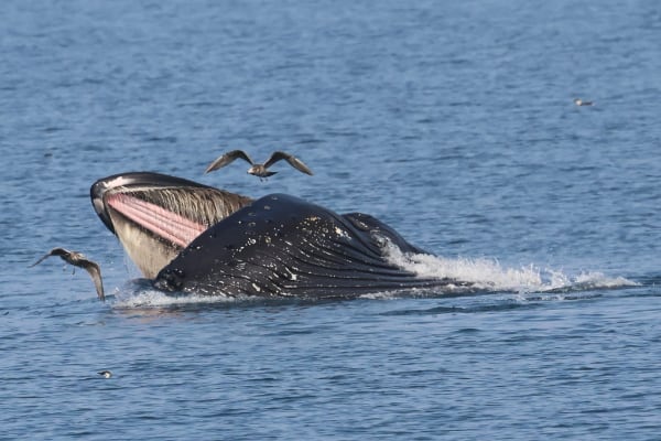 humpback whale lunge feeding (photo by PSE Naturalist Kyla B.)