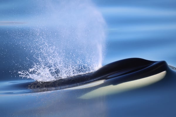 orca exhaling near the surface (photo by PSE Naturalist Kyla B.)