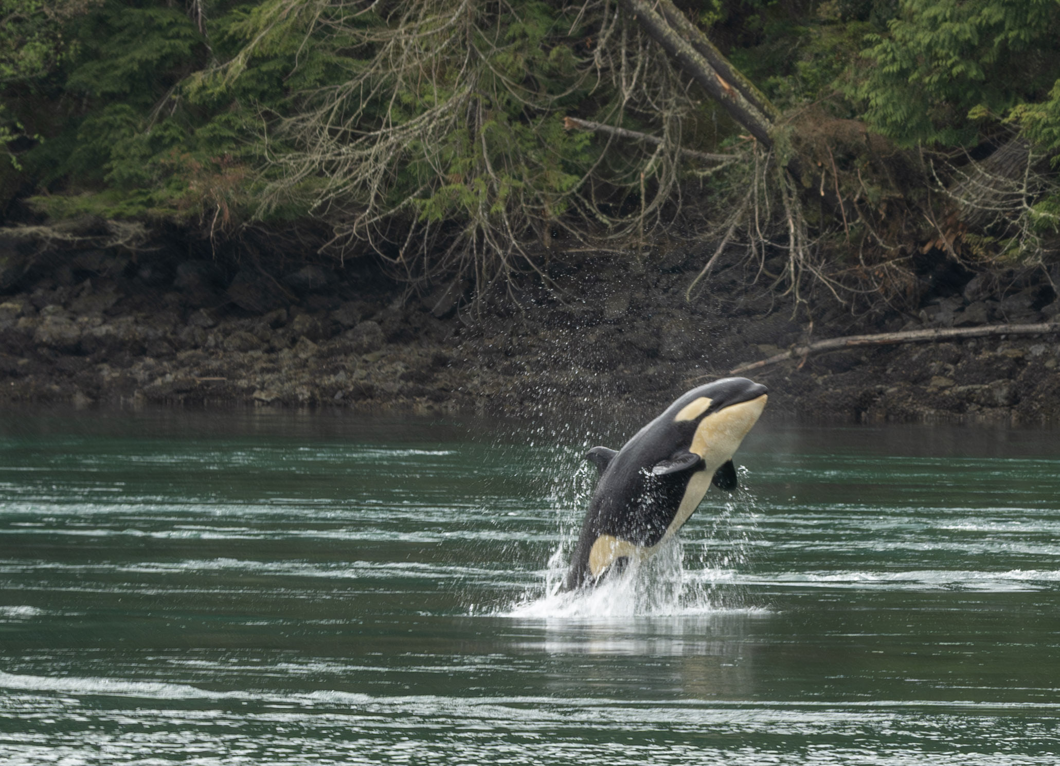 Gray Whale breaking the surface with an exhalation blow (photo by PSE Naturalist, Bart Rulon)