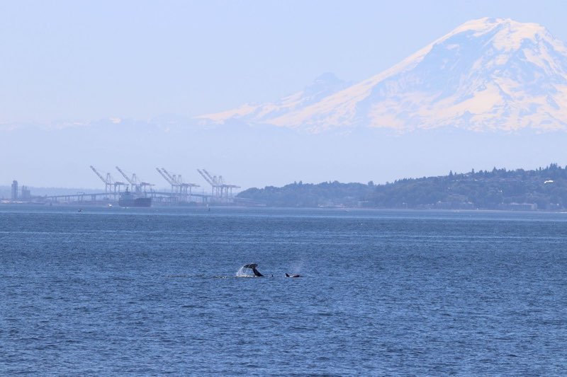 Photo of T36 Bigg's orcas in front of Mt. Rainier (photo by Zoe O.)