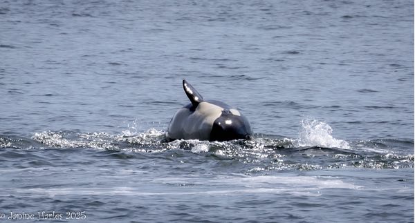 photo of young orca 100B3 being playfully tossed (photo by Janine Harles)