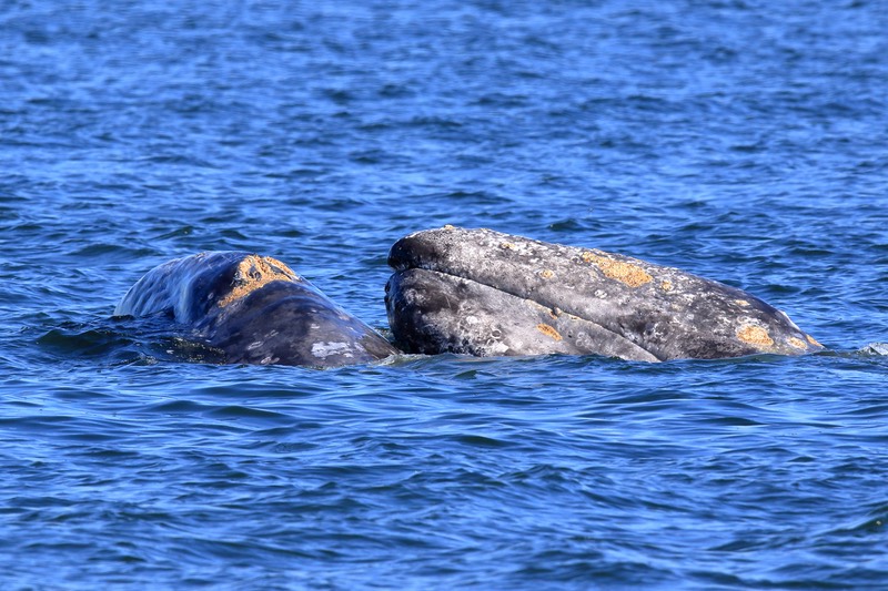 Photo of two gray whales (Photo by PSE Naturalist Bart Rulon)