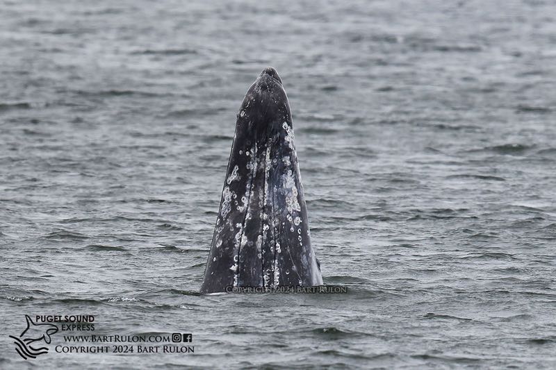 Photo of gray whale Thidwick “spy hopping“ out of the water. Photo by Bart Rulon
