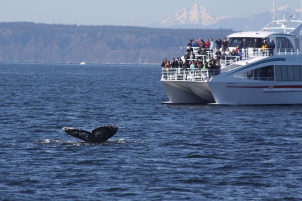 Guests aboard the Saratoga are wowed by a Gray Whale fluke (photo by PSE Naturalist and captain, EJ)