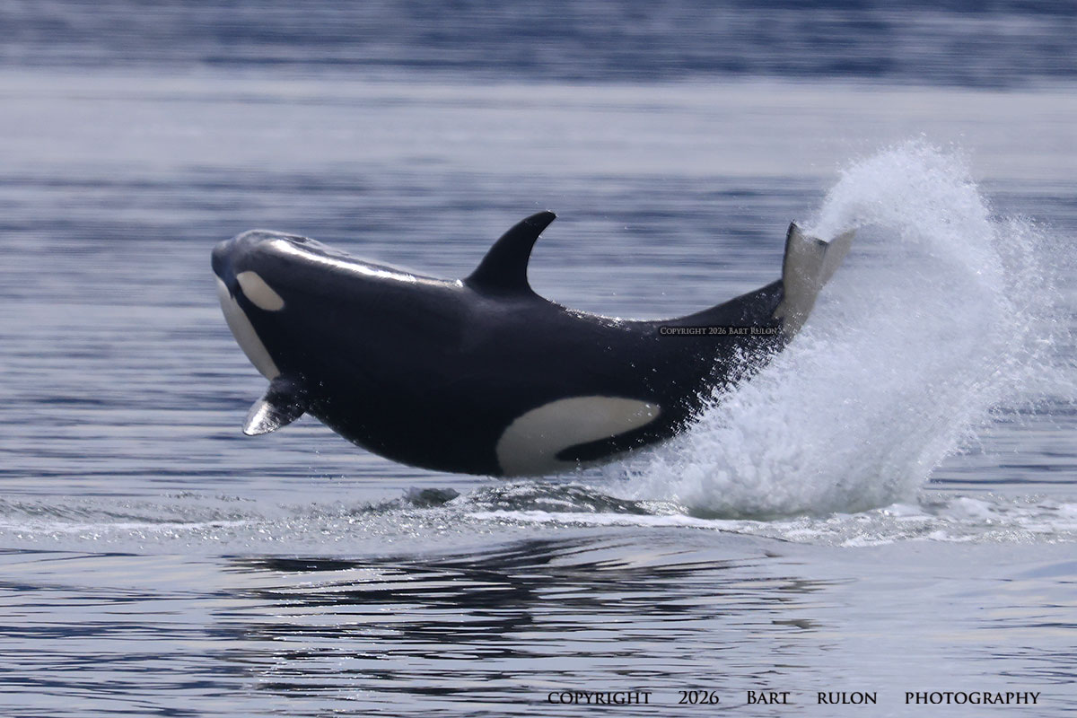 Gray Whale breaking the surface with an exhalation blow (photo by PSE Naturalist, Bart Rulon)
