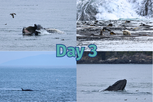 4 photo series with the phrase “Day 3.“ Top left photo features a lunge-feeding humpback whale, top right photo features a sea otter floating on its back among bull kelp, bottom left photo features a minke whale, bottom right photo features a humpback whale with it's head (or rostrum) out of the water