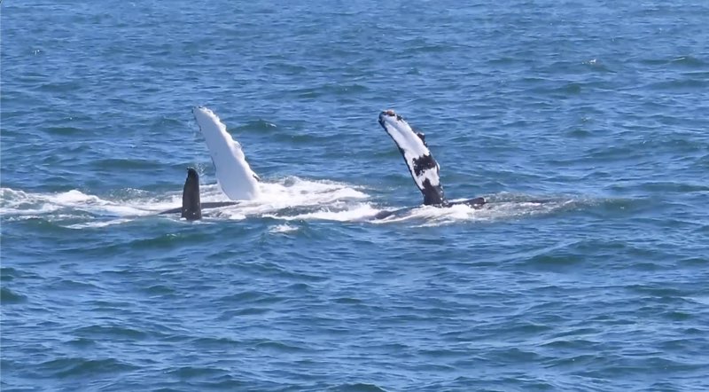 Photo of T46B orcas tail slapping (photo by PSE Naturalist Rachel Rodell)