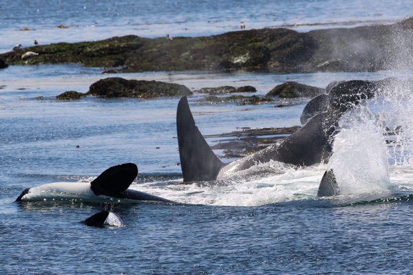 Photo of T19 pod of orcas (photo by PSE naturalist Kyla B.)