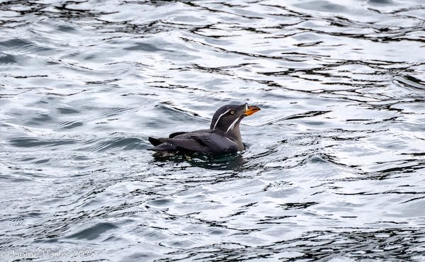 rhinoceros auklet 