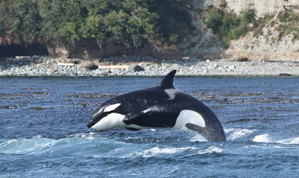 Photo of breaching orca (by PSE naturalist/photographer Rachel R.)