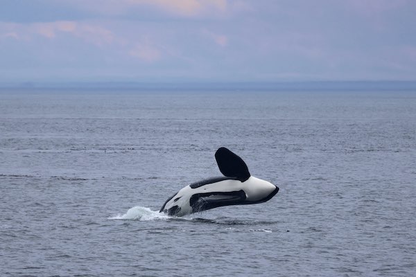 Photo of breaching orca near Port Angeles (photo by PSE Naturalist Rachel R.)