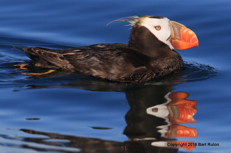 Photo of tufted puffin (photo by PSE Naturalist Bart Rulon)