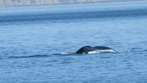 Photo of T46B orcas tail slapping (photo by PSE Naturalist Rachel Rodell)