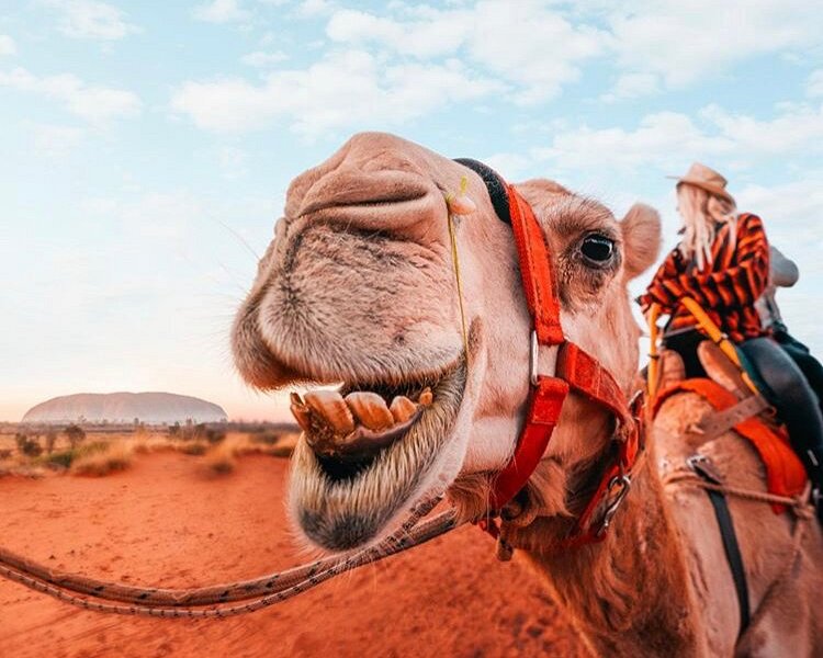 Uluru Camel Tour