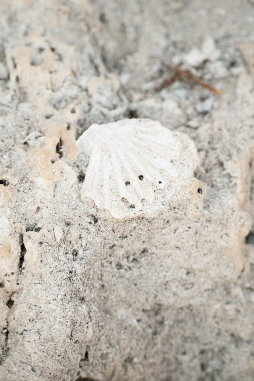 Visit page /foto-fossile