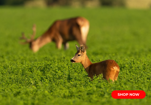 Click Here for Food Plots & Feeding