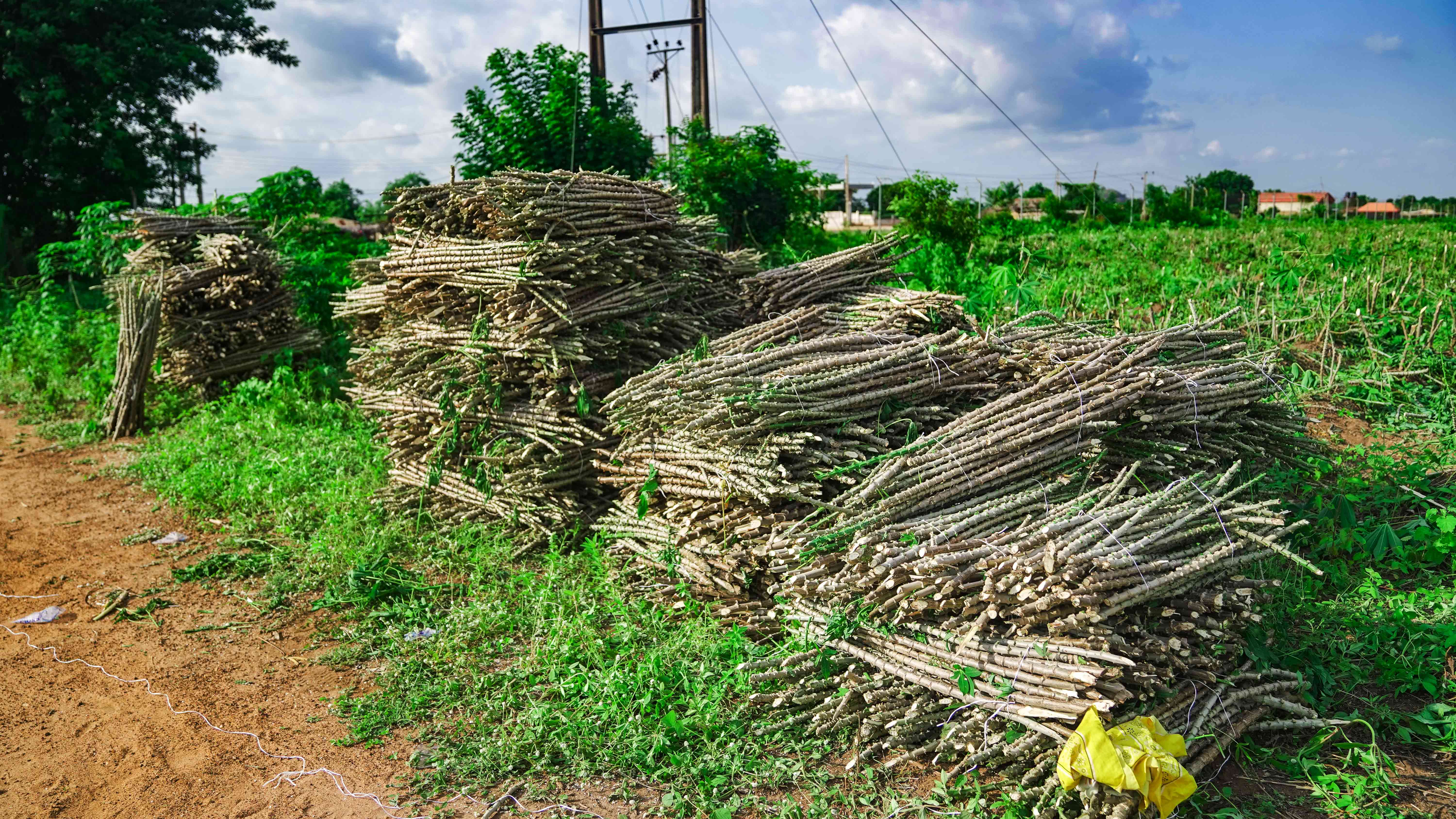 first generation cassava stems harvested from Fasola Agribusiness Industrial Hub