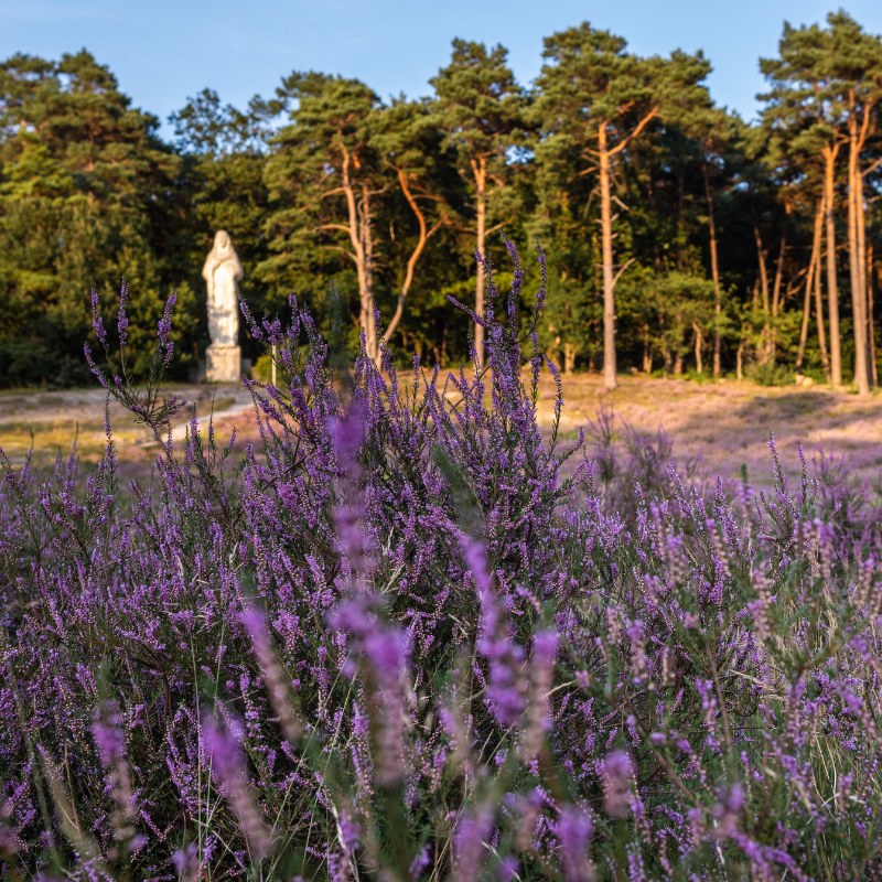 landschap met paarse bloemen