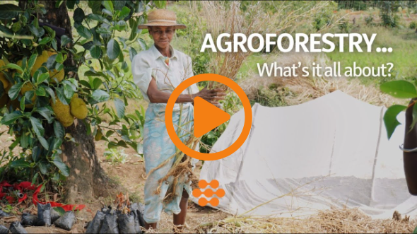 Agroforestry in Video... What's it all about? 🤔🌱