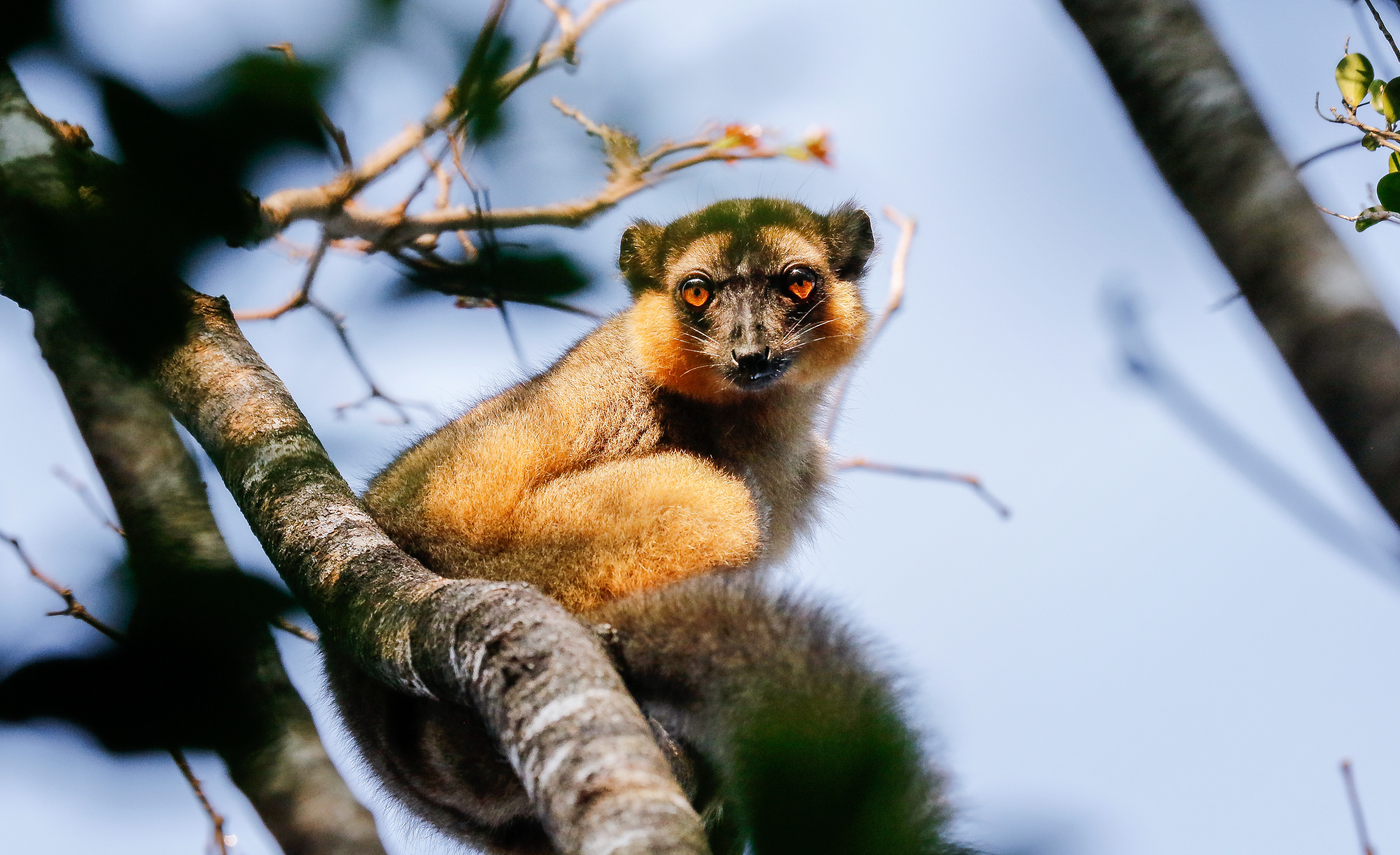 A lemur perched on a tree branch, gripping the bark with its hands and feet as it looks alertly into the surrounding forest canopy.