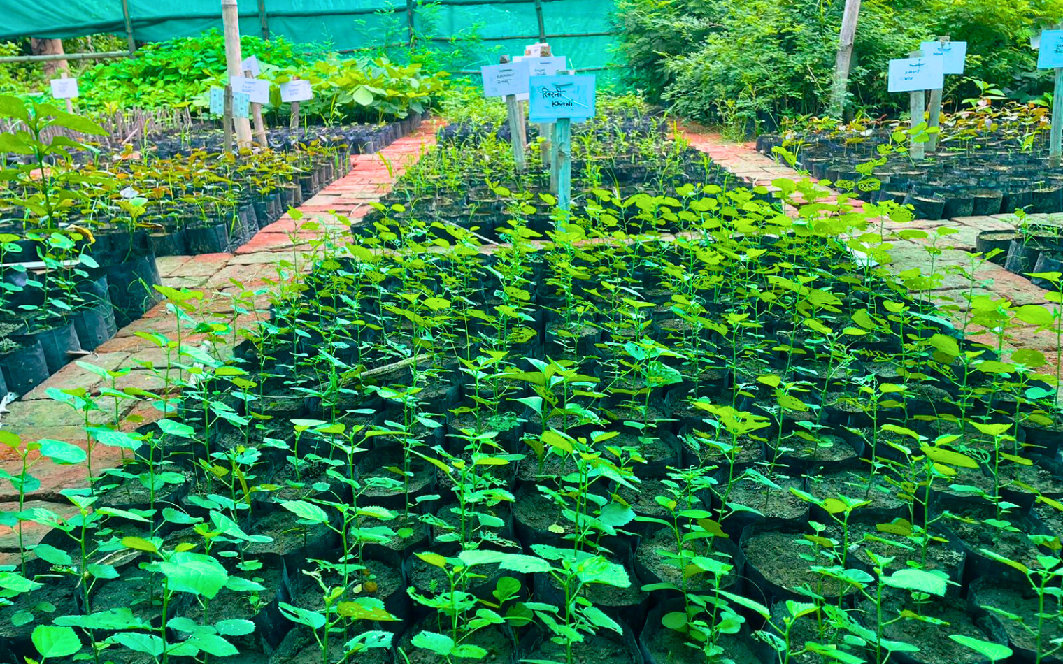 Nursery at Nehar Sahibi