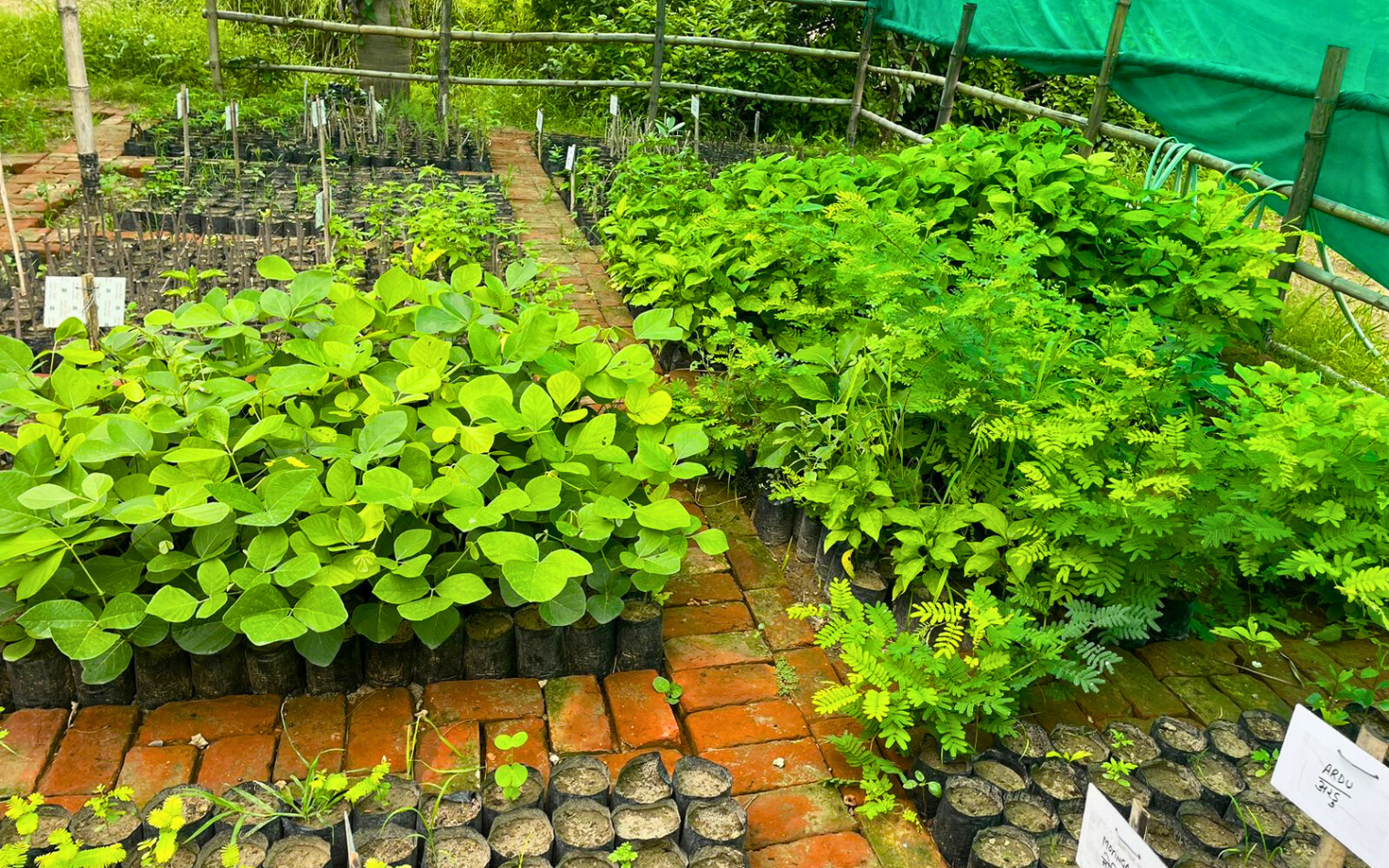 Nursery at Nehar Sahibi